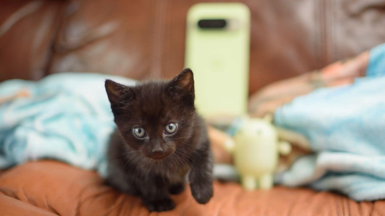 The Pixel 10 Pro was the purr-fect phone for rescuing kittens, with help from Gemini Live… and my veterinarian