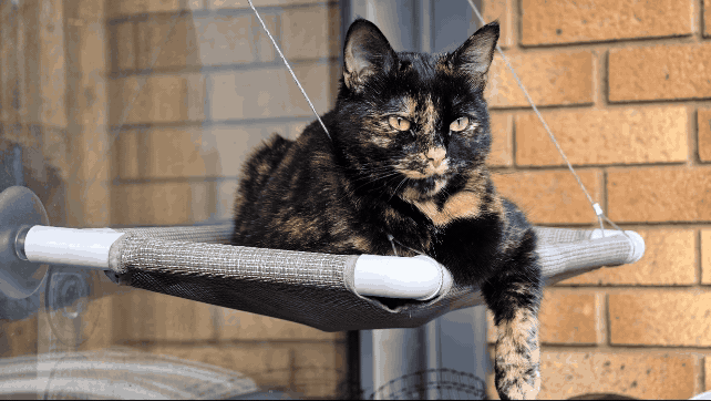 Google’s AI image-to-video generator launches on Honor’s new phones